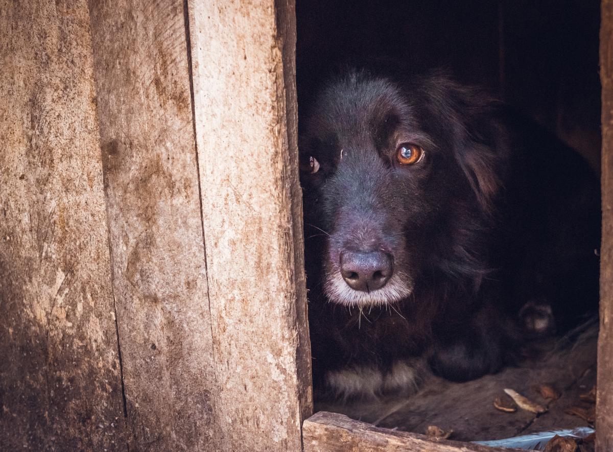 Why Is My Dog Suddenly Scared Of Me?