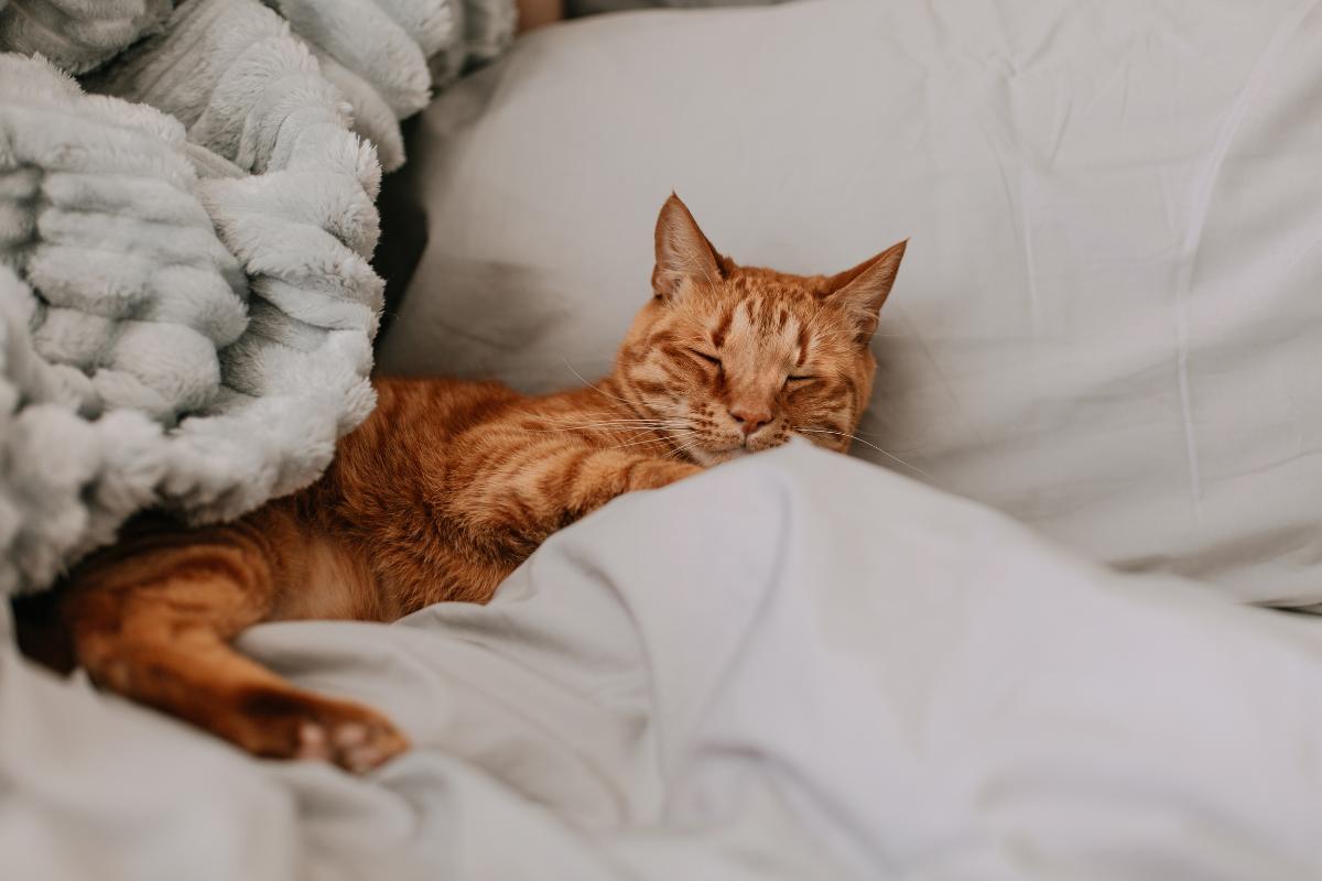 Is a Cat Sleeping Under a Blanket Safe?