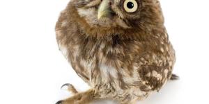 Owls as Pets: Guidelines and General Tips