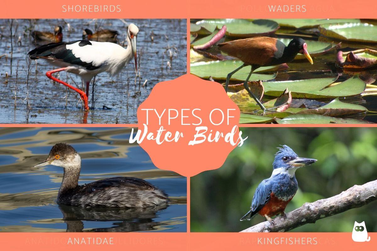 Types of Water Birds
