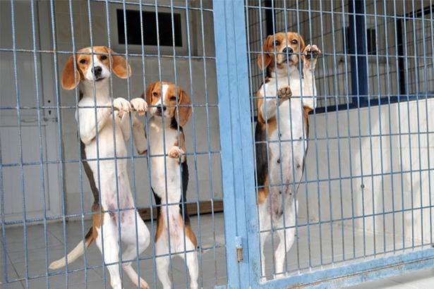 Can You Breed Mother and Son Dogs? - Problems With Dog Inbreeding