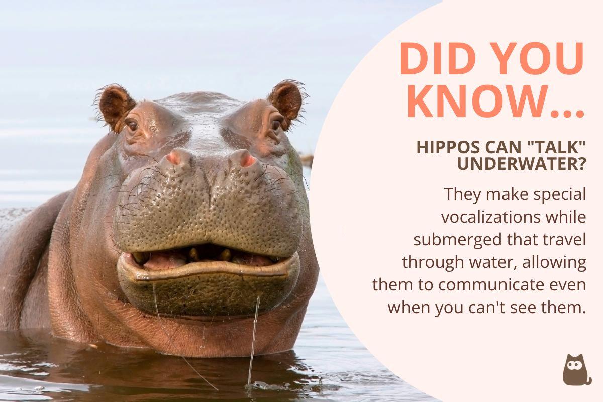 10 Fun Facts About Hippos