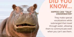 10 Fun Facts About Hippos