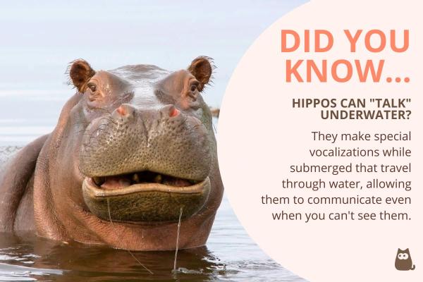 10 Fun Facts About Hippos