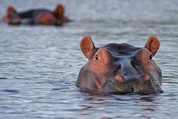 10 Fun Facts About Hippos - Hippos change their environments