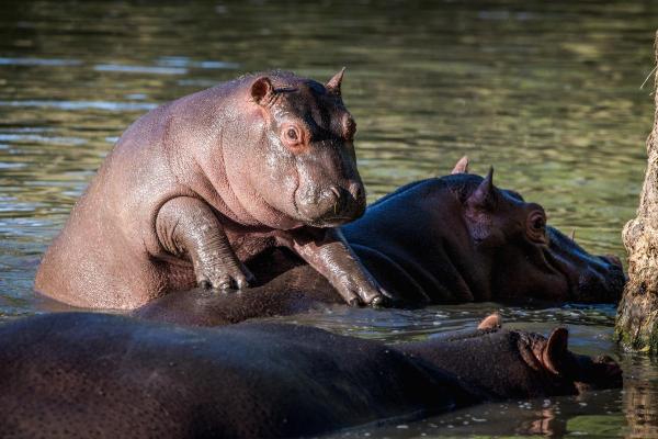 10 Fun Facts About Hippos - Hippos have an unexpected family tree