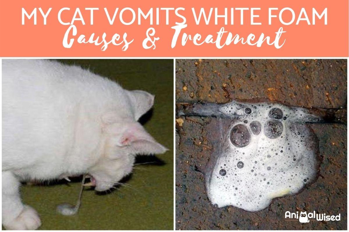 My Cat Is Throwing Up White Foam