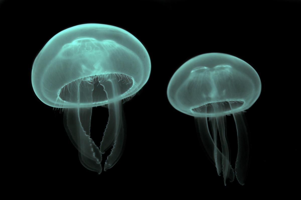 How Do Jellyfish Reproduce?