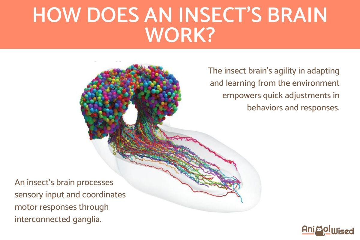 Do Insects Have Brains?