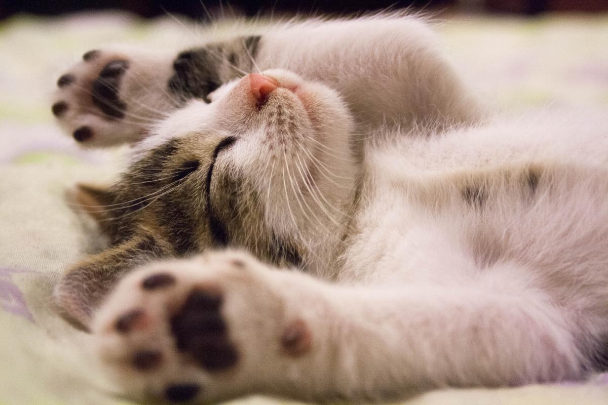 How to Get Rid of Fleas in Cats