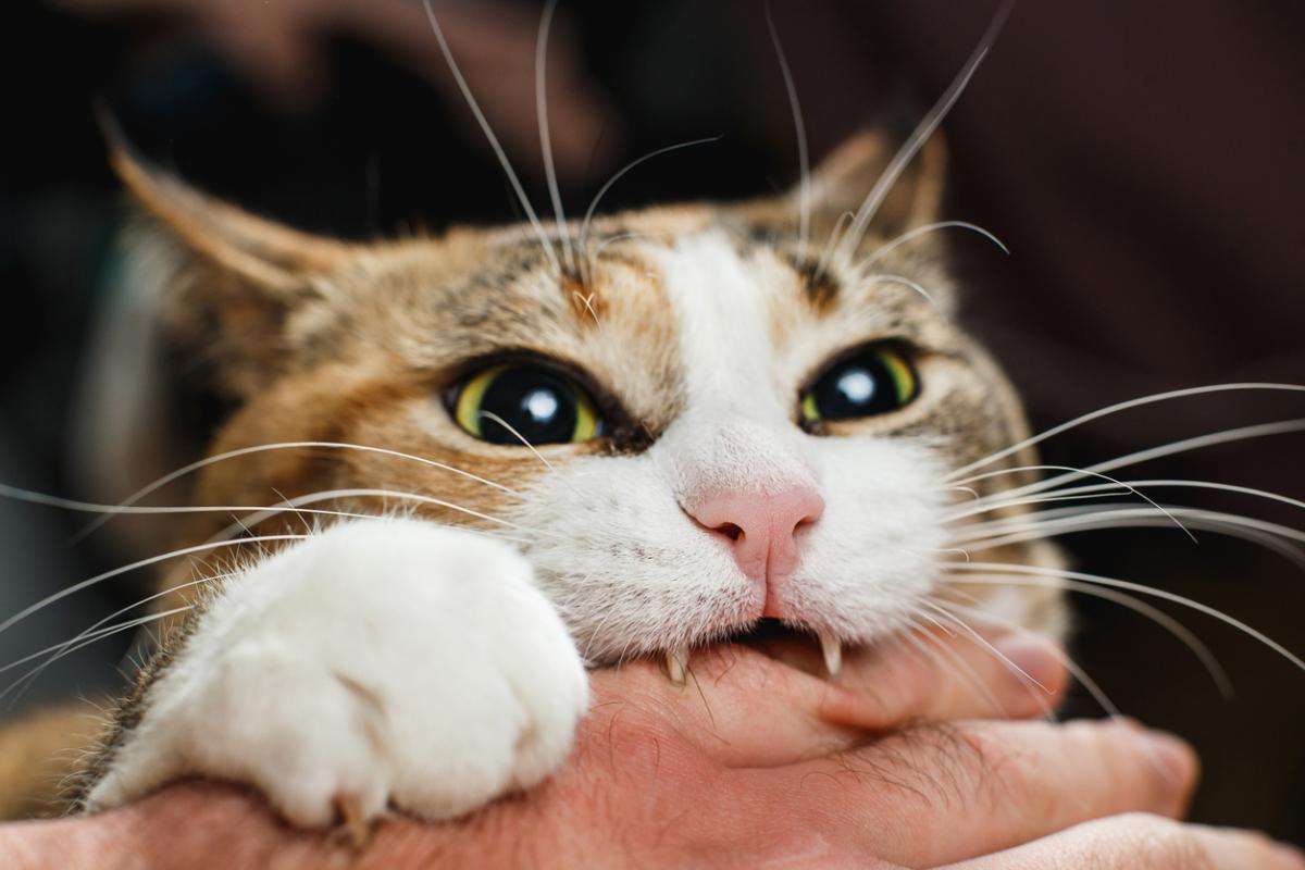 Why Does My Cat Attack Me?