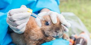 Conjunctivitis in Rabbits - Causes, Symptoms and Treatment