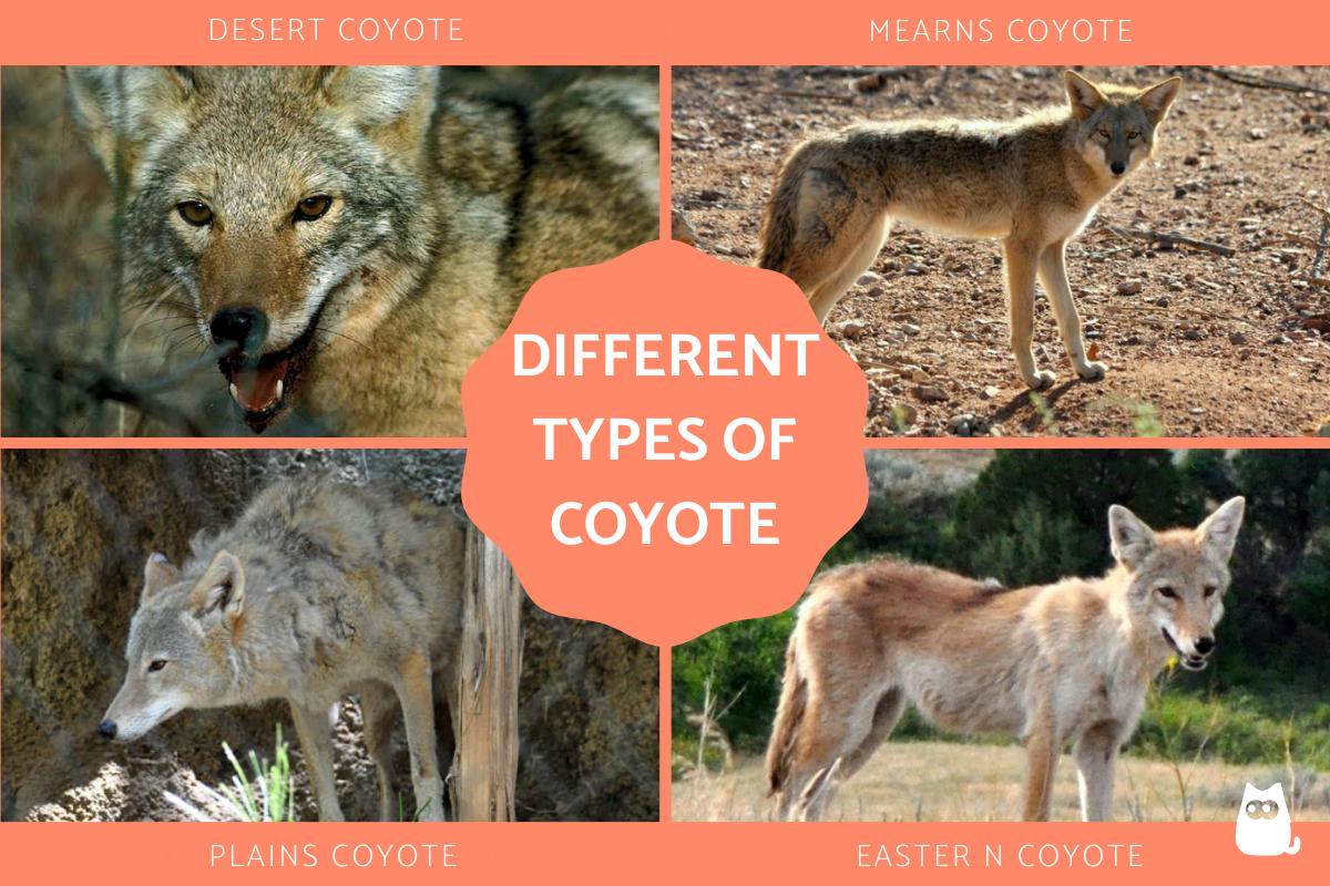 Different Types of Coyote Species