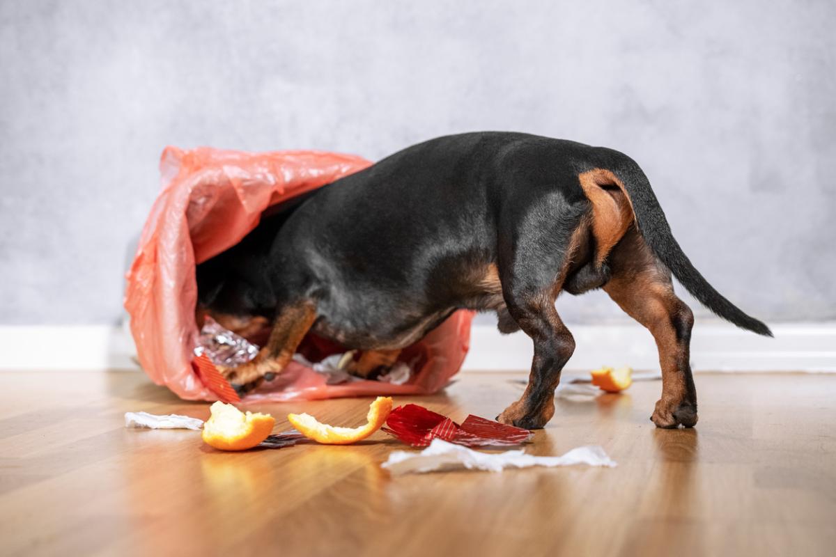 My Dog Keeps Getting in the Trash