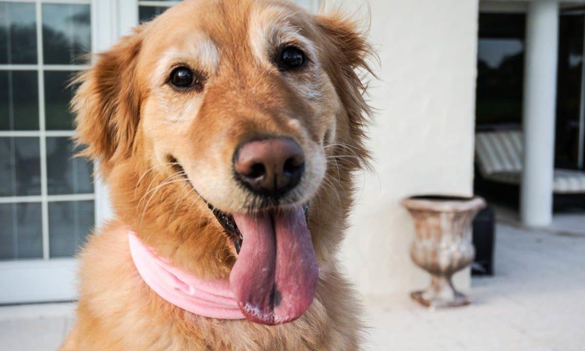 20 Most Interesting Facts About Dogs