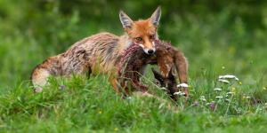 What Foxes Eat - Diet of Foxes by Species
