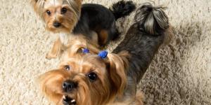 What to Do if My Dog Barks for Attention?