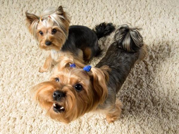 What to Do if My Dog Barks for Attention?