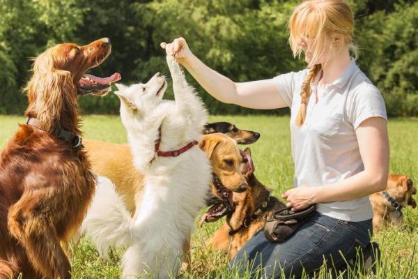 What to Do if My Dog Barks for Attention? -