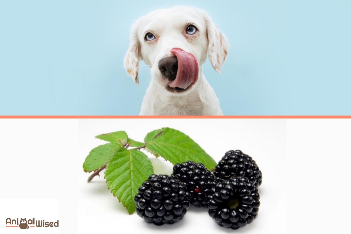 Are Blackberries Good for Dogs to Eat?