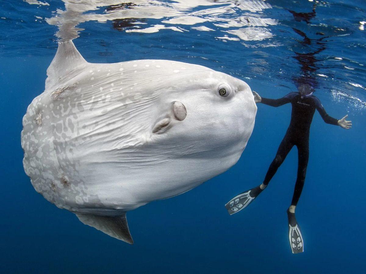 Types of Animals with Gills