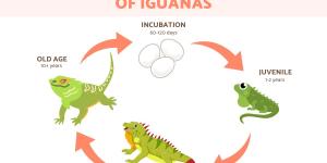 How Long Do Iguanas Live in Captivity vs. the Wild?