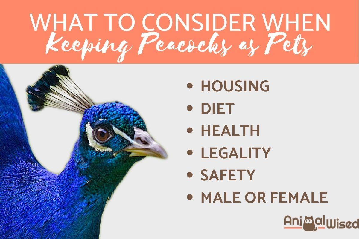 Peacocks as Pets: Guidelines and Tips