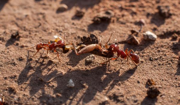 Why Do Ants Carry Dead Insects? - 