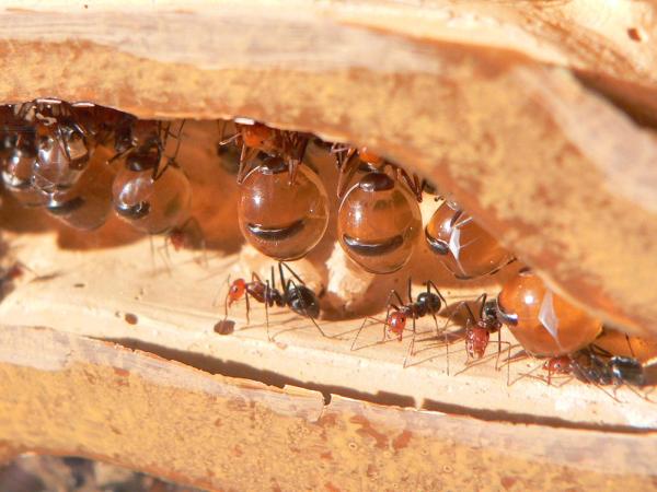 Why Do Ants Carry Dead Insects? - 