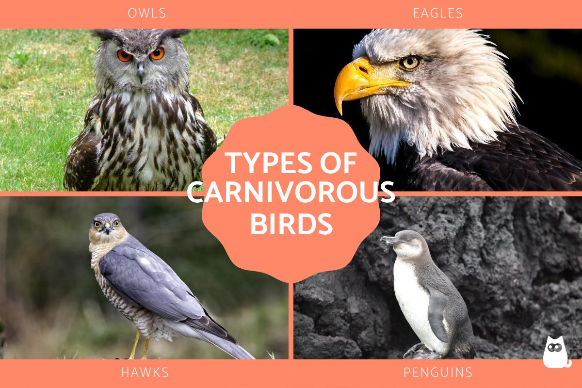Carnivorous Birds List - Examples of Birds of Prey