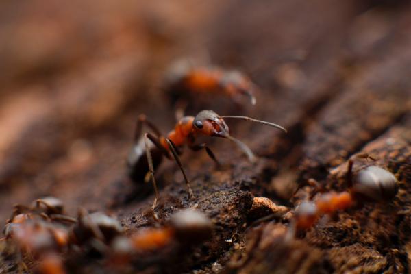 Why Do Ants Carry Dead Insects? - What do ants eat?