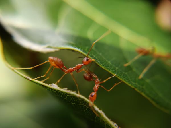 Why Do Ants Carry Dead Insects?