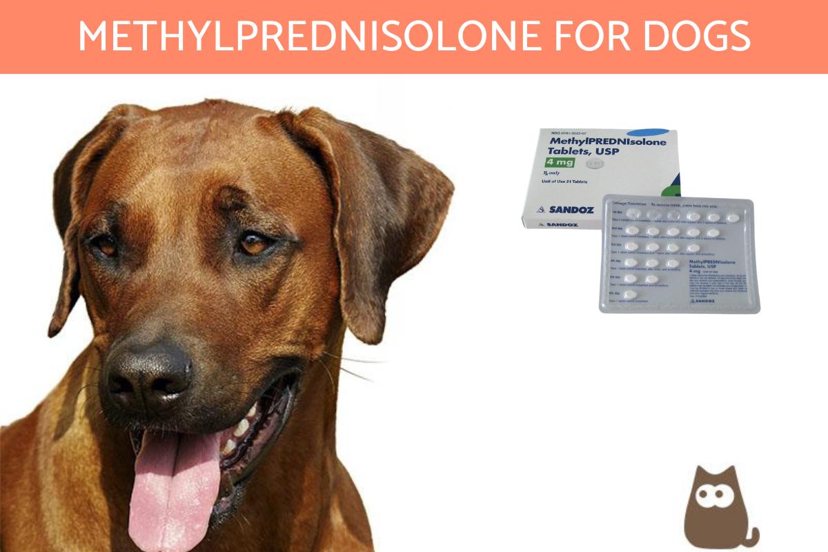 Methylprednisolone for Dogs - Uses, Dosage and Side Effects
