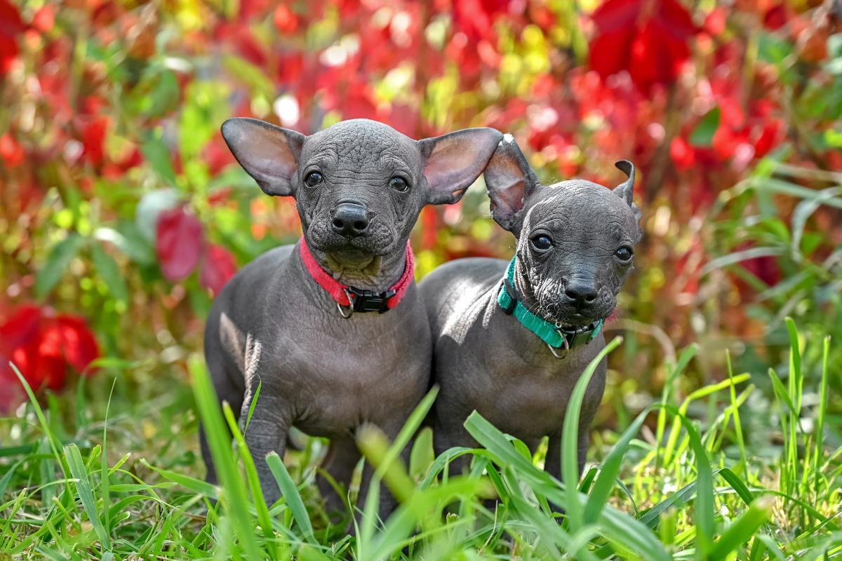 Types of Xoloitzcuintle - Size and Coat