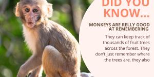 10 Fun Monkey Facts