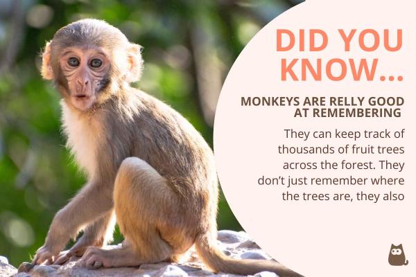 10 Fun Monkey Facts