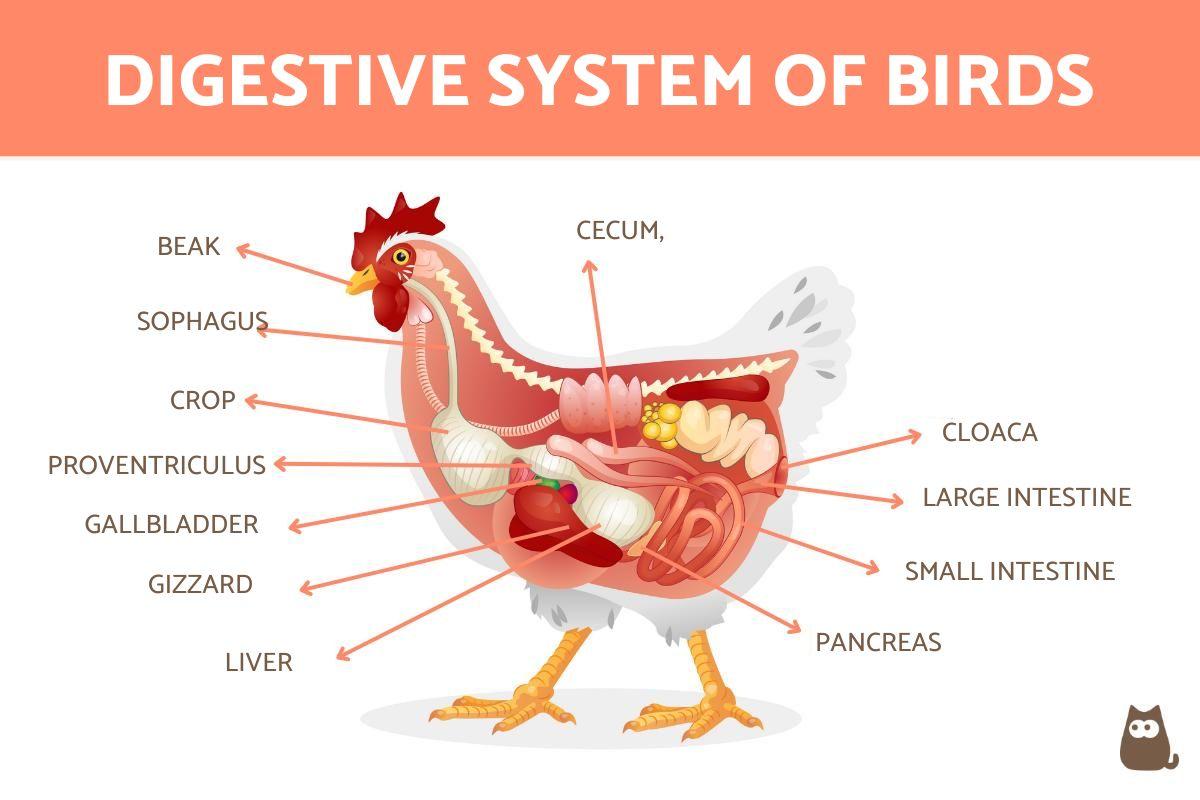Digestive System Of Birds Parts Functions And Main Features Digestive System Of Birds Parts Functions And Main Features