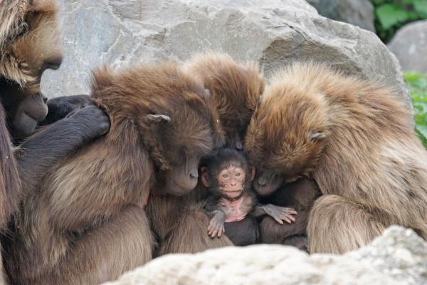 10 Fun Monkey Facts - They have complex social structures