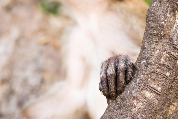 10 Fun Monkey Facts - They have unique fingerprints