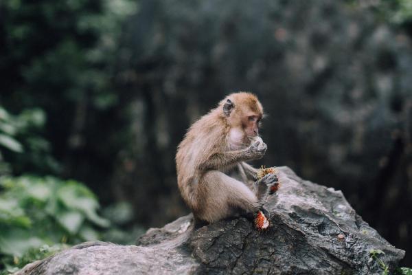 10 Fun Monkey Facts - They’re tool-using masters