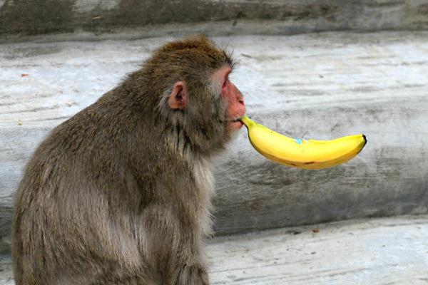 10 Fun Monkey Facts - They strategically deceive others
