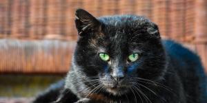Can Feline Uveitis Be Cured? - Uveitis in Cats