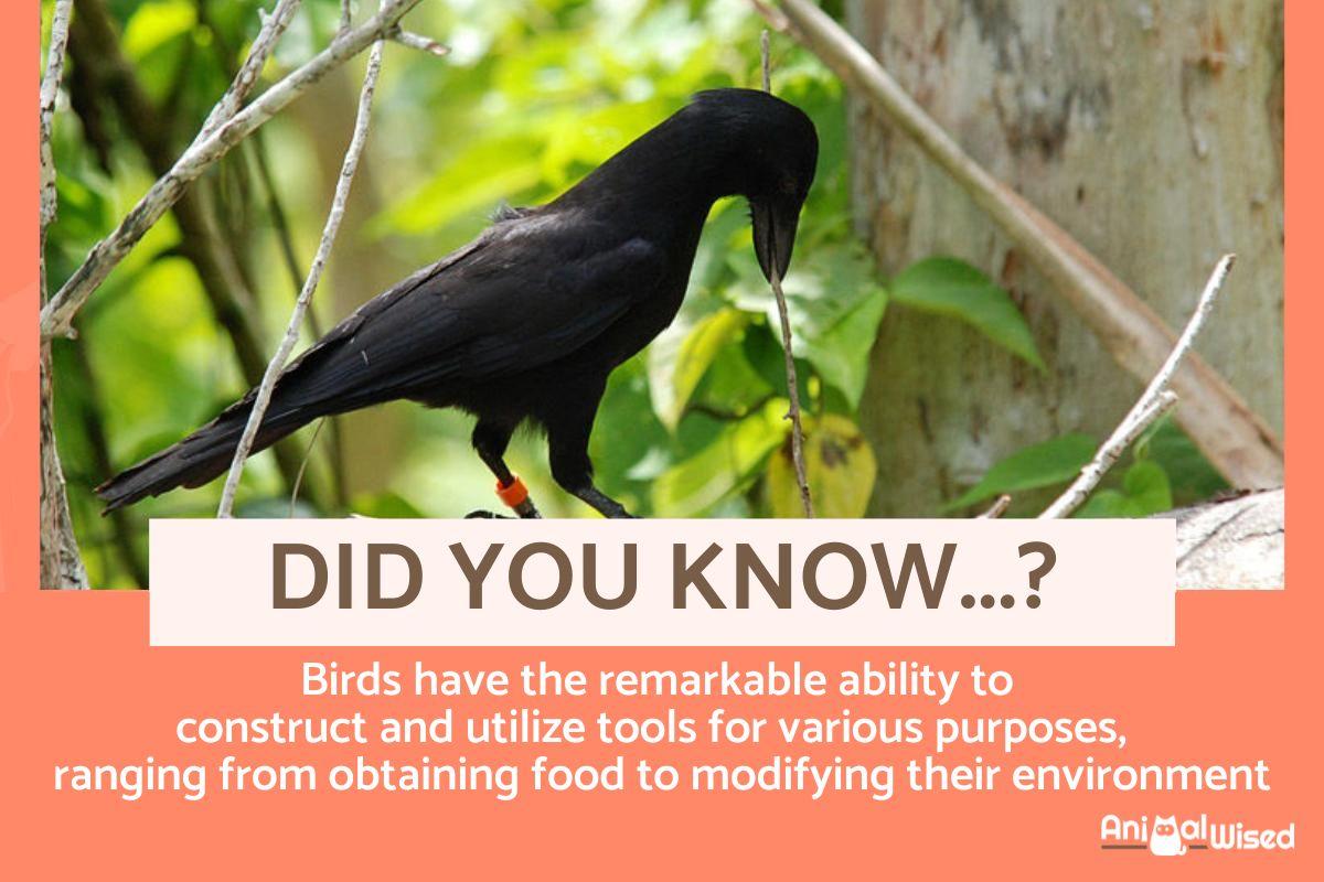 Interesting and Fascinating Bird Facts