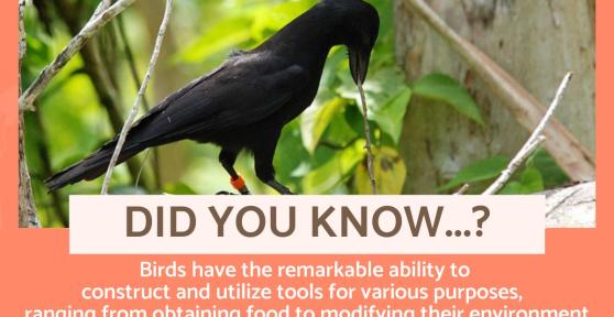 Interesting and Fascinating Bird Facts