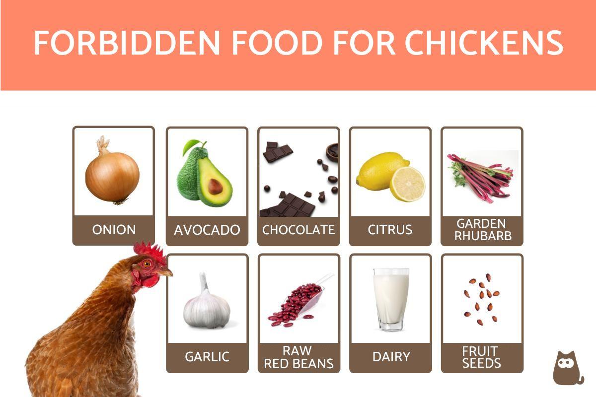 Forbidden Foods for Chickens