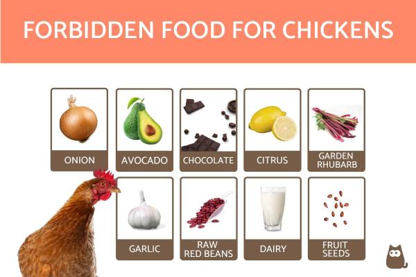 Forbidden Foods for Chickens