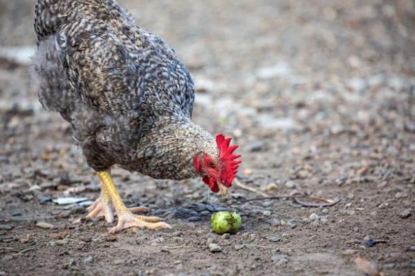 Forbidden Foods for Chickens - Fruit seeds