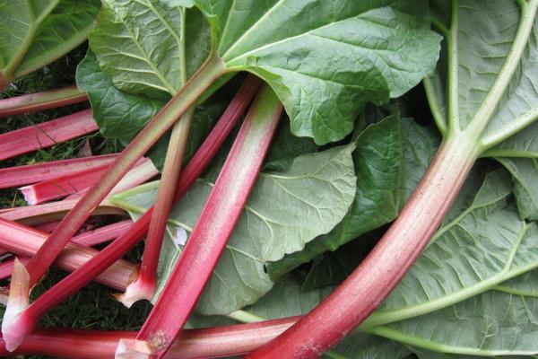 Forbidden Foods for Chickens - Garden rhubarb