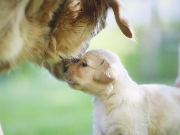 My Puppy and Older Dog Are Not Getting Along - What happens if they still don't get along?