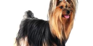 10 Haircuts for a Yorkshire Terrier